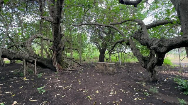 Chilema Tree, a massive Banyan tree located in Malosa, Zomba District, Malawi.
