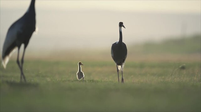 Serene silhouette of a Common Crane (Grus grus) family with a small cute chick walking through a misty grassy meadow during golden hour. Majestic wild birds in their natural tranquil habitat.