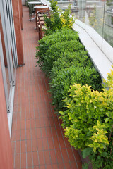 Obraz premium Plants line a balcony that overlooks the city below