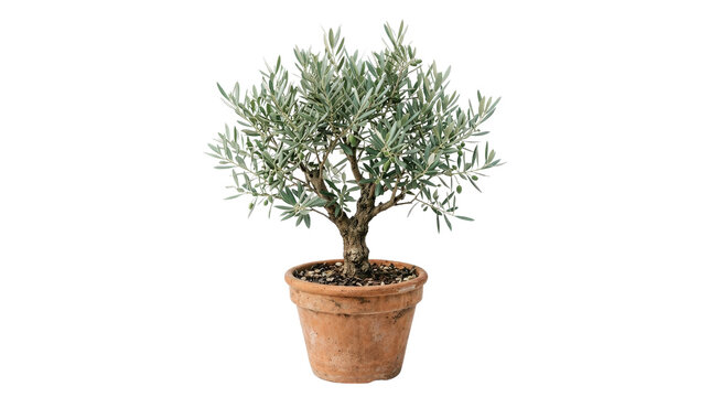 Small potted olive tree with textured green foliage in terracotta pot plant