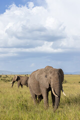 Fototapeta premium Elephant and Storm Clouds