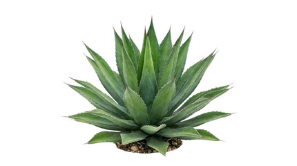 Fototapeta premium Spiky succulent agave plant in terrarium pot with natural soil texture green leaves