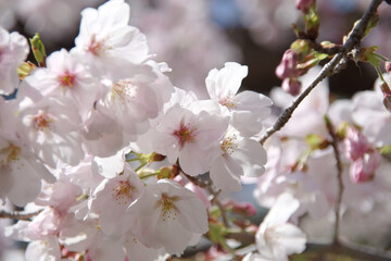 Naklejka premium 桜