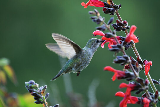 Flying Hummingbird with Flowers