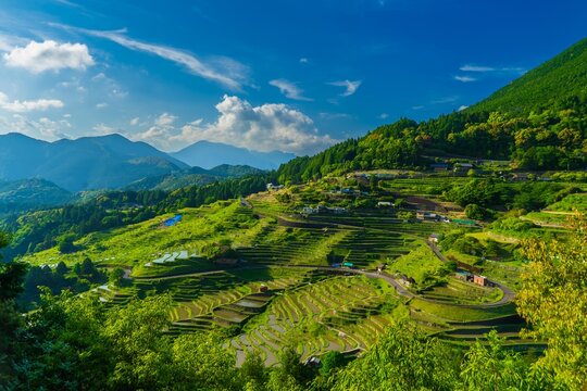 春の丸山千枚田