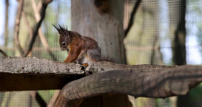 A reddish-gray squirrel on a horizontal board, a wild squirrel cleans its paws on an artificial platform on a sunny day in a park area
