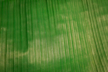 Fototapeta premium Close view of green textured surface found in Bali nature