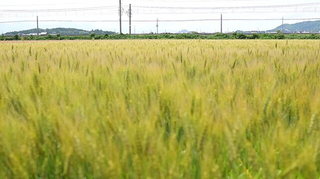 麦秋の湖国を走るトワイライトエクスプレス瑞風 （東海道本線 安土 - 近江八幡, 2026年5月）