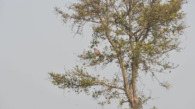 Eurasian collared dove perched on the branch of a tree. Its common name is&nbsp;Streptopelia decaocto and collared dove. It is a&nbsp;dove&nbsp;species native to Europe, Asia, and northern Africa.
