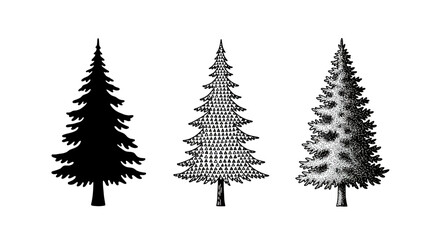 Fototapeta premium Vintage Engraved Evergreen Trees Set. Hand-drawn Spruce, Pine, Fir Tree Illustrations for Nature, Forest, Winter & Christmas Designs