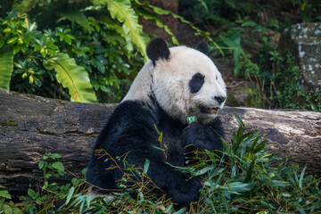 Obraz premium Adorable Giant Panda Eating Bamboo with Eye Contact