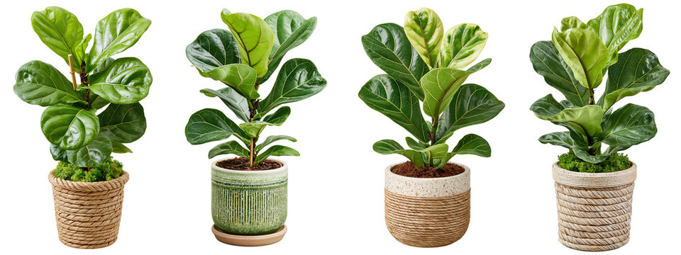 Ficus lyrata houseplant in plant pot isolated on white transparent background - design element cut-out object collection