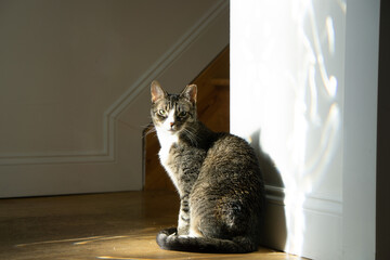 Grey Tabby Cat With Green Eyes At Bottom Of Stairs © A. Brownfield Brown