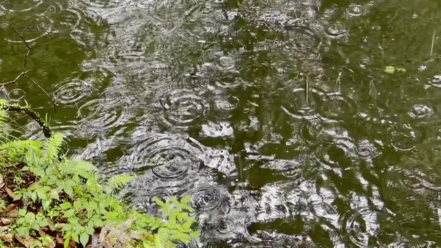 雨が降る池