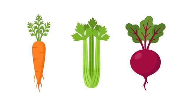 Healthy Root Vegetables and Greens Carrot, Celery, and Beetroot Illustrations