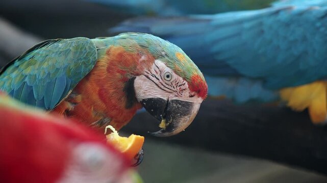 Colorful macaw eating fruit at the zoo exhibit