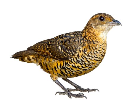 A medium-sized bird with yellow and brown feathers and distinctive markings
