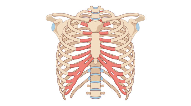 Anatomical illustration of a human ribcage with intercostal muscles highlighted in red from a rear viewpoint.