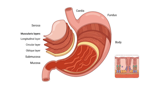 The human stomach anatomy illustration shows layers and sections including fundus and muscularis.