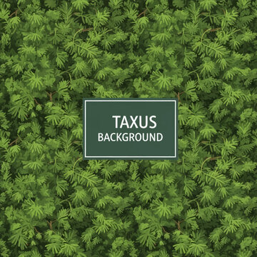 Seamless background of close-up green Taxus baccata needles and yew tree foliage, dense evergreen hedge pattern, botanical illustration for textile and wallpaper design.
