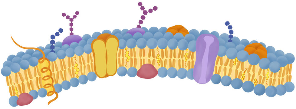 Cell membrane structure for Biology diagram