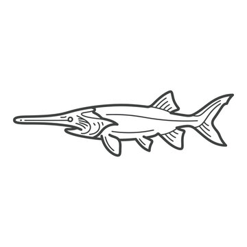 American paddlefish illustration with long snout profile.