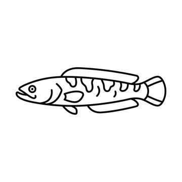Snakehead fish line art illustration