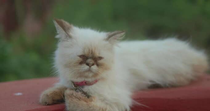 Close-up portrait of a fluffy long-haired cat resting calmly outdoors.