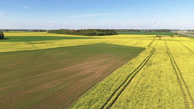 Sweeping aerial footage of expansive yellow flowering fields and lush green farmland. Captured in daylight with sharp detail, panoramic composition, and a tranquil rural ambiance.
