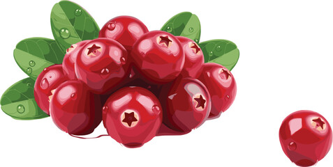 Fresh cranberry berry collection with green leaves and water droplets isolated realistic fruit vector illustration © Prodip