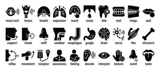 Obraz premium Set of human body and sensory system icons. Anatomy, physiology, perception, cognitive functions, and health symbols. Medical, science, and educational graphic elements.