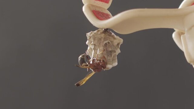 An adult hornet constructing a paper nest on camera equipment. Macro close-up reveals detailed nest texture and insect behavior typical of social wasps during early nest construction.
