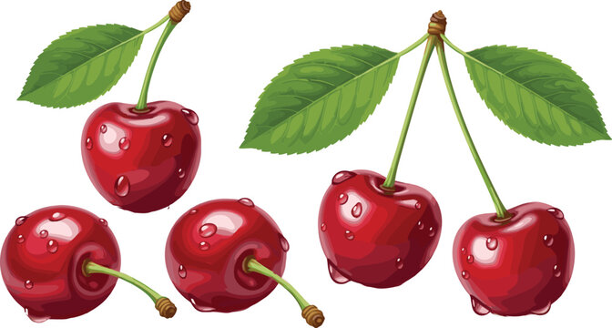Fresh red cherry collection with green leaves and water droplets isolated realistic fruit vector illustration