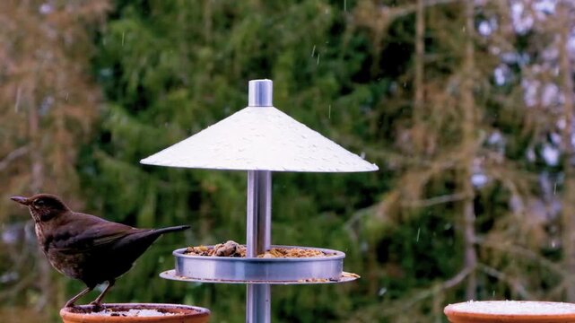 Vibrant Small Wild Bird Feeding on Wooden Backyard Seed Feeder in 4K Cinematic Close Up