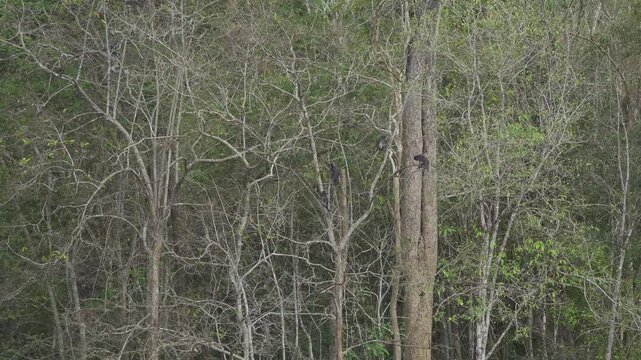 Dusky Leaf Monkeys Climbing and Resting in Wild Jungle
