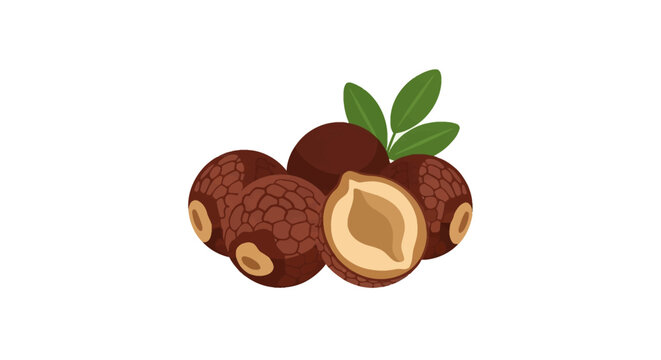 Detailed vector graphic of organic soap berries or reetha nuts on a white background, including whole textured brown shells, a sliced half with core, and fresh green leaves.