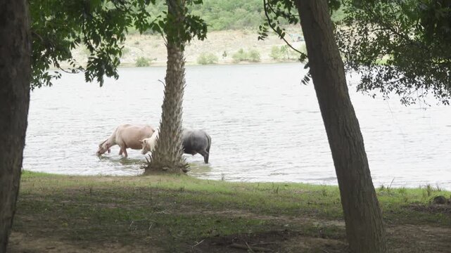 Water Buffalo Drinking in Lake, Rural Thailand Wildlife Scene