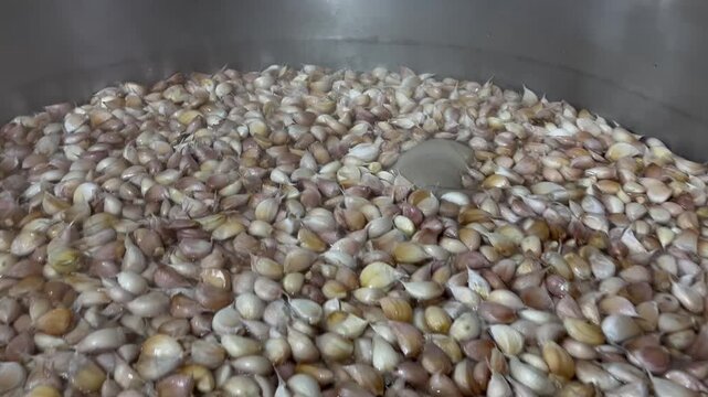 Large quantities of garlic boiling in an industrial cooking kettle during Bak Kut Teh broth production. Food manufacturing process used to prepare soup base for large-scale food production and ready m