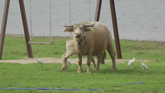 Affectionate Buffalo Calf Nuzzles Mother in Grassy Field in Thailand