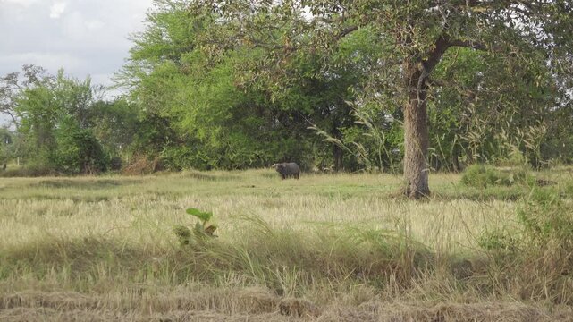Water Buffalo Grazing in a Rural Field in Thailand