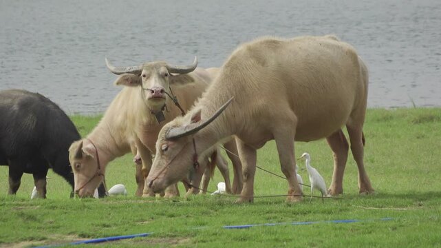Asian Water Buffalo Grazing with Egret on Rural Grassland
