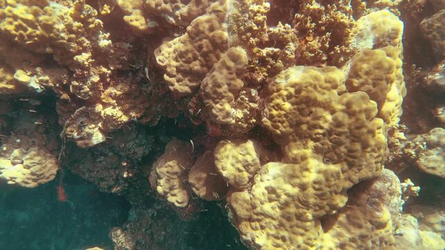 Vibrant Yellow Hard Coral Reef in the Pacific Ocean of Palau