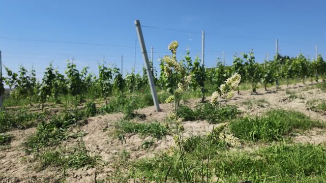 Slow Motion Seed Dispersal from Dactylis Glomerata in a Sunny Vineyard