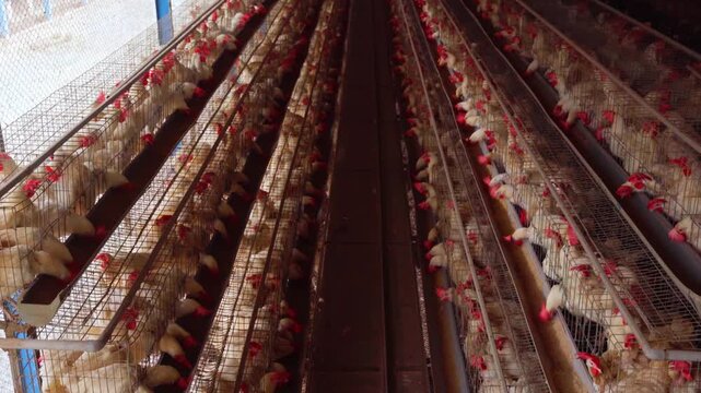 modern indoor industrial poultry farm, featuring close-up details of white broiler chickens