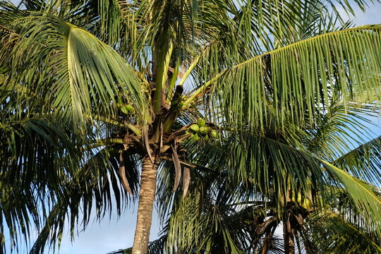 The coconut (Cocos nucifera) is a member of the palm family (Arecaceae) and the only living species of the genus Cocos. Native to the Central Indo-Pacific, the coconut is widespread in coastal tropica