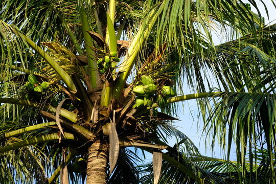The coconut (Cocos nucifera) is a member of the palm family (Arecaceae) and the only living species of the genus Cocos. Native to the Central Indo-Pacific, the coconut is widespread in coastal tropica