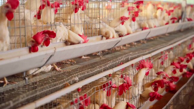 modern indoor industrial poultry farm, featuring close-up details of white broiler chickens