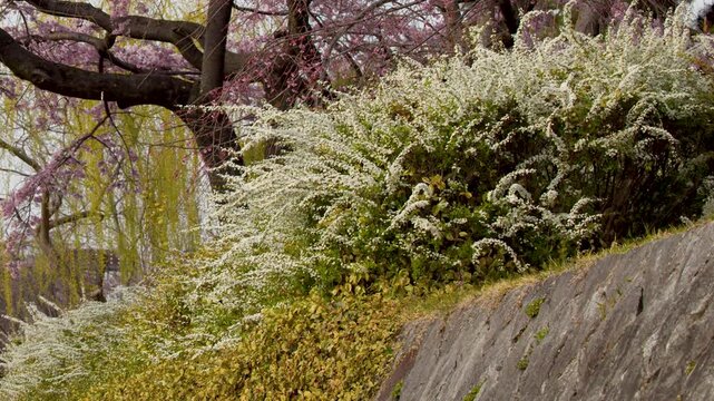 White Spirea Flowers and Pink Weeping Cherry Blossoms in Kyoto Garden