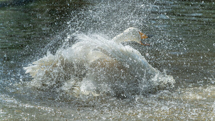 Fototapeta premium The powerful feeling of a swan splashing water