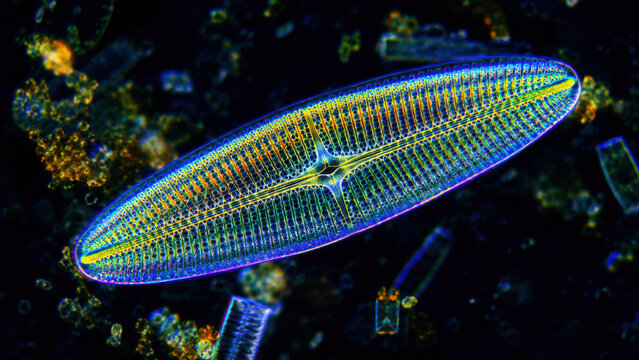 Awe inspiring vibrant fluorescent microscopy of diatom. single microorganism showing its beautiful geometric pattern and intricate silica cell wall, natural wonder